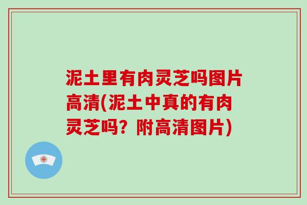 泥土里有肉灵芝吗图片高清(泥土中真的有肉灵芝吗？附高清图片)-第1张图片-破壁灵芝孢子粉研究指南