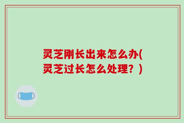 灵芝刚长出来怎么办(灵芝过长怎么处理?)-第1张图片-破壁灵芝孢子粉研究指南 灵芝刚长出来怎么办(灵芝过长怎么处理?)-第1张图片-破壁灵芝孢子粉研究指南
