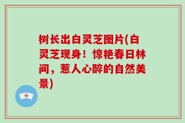 树长出白灵芝图片(白灵芝现身!惊艳春日林间,惹人心醉的自然美景)-第1张图片-破壁灵芝孢子粉研究指南 树长出白灵芝图片(白灵芝现身!惊艳春日林间,惹人心醉的自然美景)-第1张图片-破壁灵芝孢子粉研究指南