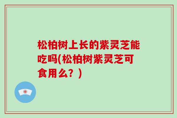 松柏树上长的紫灵芝能吃吗(松柏树紫灵芝可食用么?)-第1张图片-破壁灵芝孢子粉研究指南 松柏树上长的紫灵芝能吃吗(松柏树紫灵芝可食用么?)-第1张图片-破壁灵芝孢子粉研究指南