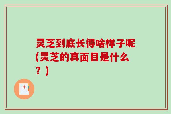 灵芝到底长得啥样子呢(灵芝的真面目是什么?)-第1张图片-破壁灵芝孢子粉研究指南 灵芝到底长得啥样子呢(灵芝的真面目是什么?)-第1张图片-破壁灵芝孢子粉研究指南