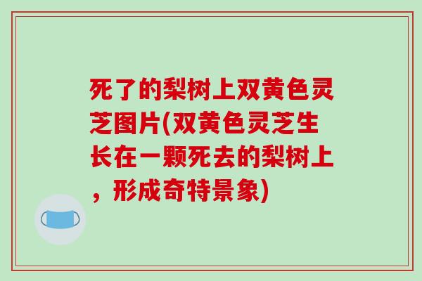 死了的梨树上双黄色灵芝图片(双黄色灵芝生长在一颗死去的梨树上，形成奇特景象)-第1张图片-破壁灵芝孢子粉研究指南