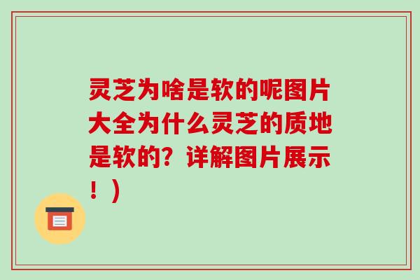 灵芝为啥是软的呢图片大全为什么灵芝的质地是软的?详解图片展示!)-第1张图片-破壁灵芝孢子粉研究指南 灵芝为啥是软的呢图片大全为什么灵芝的质地是软的?详解图片展示!)-第1张图片-破壁灵芝孢子粉研究指南