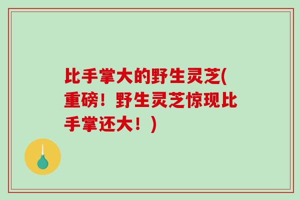比手掌大的野生灵芝(重磅！野生灵芝惊现比手掌还大！)-第1张图片-破壁灵芝孢子粉研究指南
