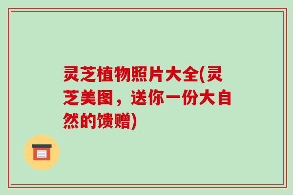 灵芝植物照片大全(灵芝美图,送你一份大自然的馈赠)-第1张图片-破壁灵芝孢子粉研究指南 灵芝植物照片大全(灵芝美图,送你一份大自然的馈赠)-第1张图片-破壁灵芝孢子粉研究指南