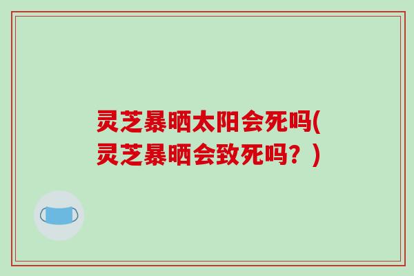 灵芝暴晒太阳会死吗(灵芝暴晒会致死吗?)-第1张图片-破壁灵芝孢子粉研究指南 灵芝暴晒太阳会死吗(灵芝暴晒会致死吗?)-第1张图片-破壁灵芝孢子粉研究指南