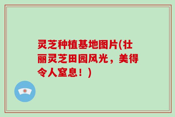 灵芝种植基地图片(壮丽灵芝田园风光，美得令人窒息！)-第1张图片-破壁灵芝孢子粉研究指南