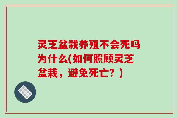 灵芝盆栽养殖不会死吗为什么(如何照顾灵芝盆栽,避免死亡?)-第1张图片-破壁灵芝孢子粉研究指南 灵芝盆栽养殖不会死吗为什么(如何照顾灵芝盆栽,避免死亡?)-第1张图片-破壁灵芝孢子粉研究指南