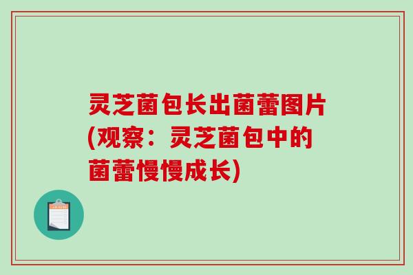 灵芝菌包长出菌蕾图片(观察:灵芝菌包中的菌蕾慢慢成长)-第1张图片-破壁灵芝孢子粉研究指南 灵芝菌包长出菌蕾图片(观察:灵芝菌包中的菌蕾慢慢成长)-第1张图片-破壁灵芝孢子粉研究指南