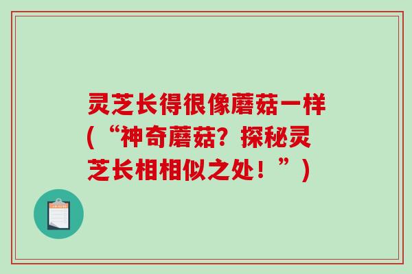 灵芝长得很像蘑菇一样(“神奇蘑菇?探秘灵芝长相相似之处!”)-第1张图片-破壁灵芝孢子粉研究指南 灵芝长得很像蘑菇一样(“神奇蘑菇?探秘灵芝长相相似之处!”)-第1张图片-破壁灵芝孢子粉研究指南