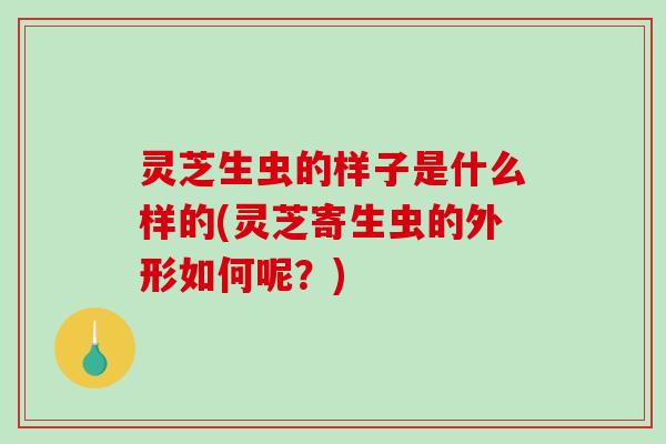 灵芝生虫的样子是什么样的(灵芝寄生虫的外形如何呢?)-第1张图片-破壁灵芝孢子粉研究指南 灵芝生虫的样子是什么样的(灵芝寄生虫的外形如何呢?)-第1张图片-破壁灵芝孢子粉研究指南