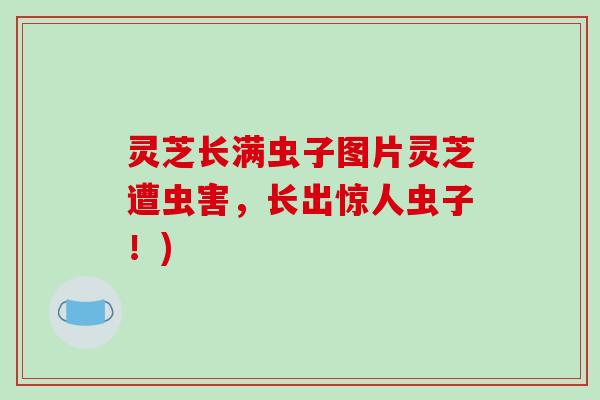 灵芝长满虫子图片灵芝遭虫害，长出惊人虫子！)-第1张图片-破壁灵芝孢子粉研究指南