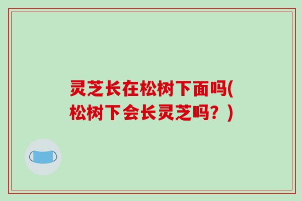 灵芝长在松树下面吗(松树下会长灵芝吗?)-第1张图片-破壁灵芝孢子粉研究指南 灵芝长在松树下面吗(松树下会长灵芝吗?)-第1张图片-破壁灵芝孢子粉研究指南