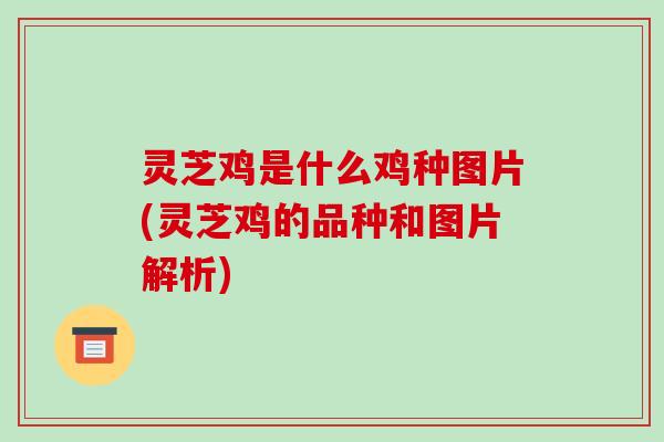 灵芝鸡是什么鸡种图片(灵芝鸡的品种和图片解析)-第1张图片-破壁灵芝孢子粉研究指南