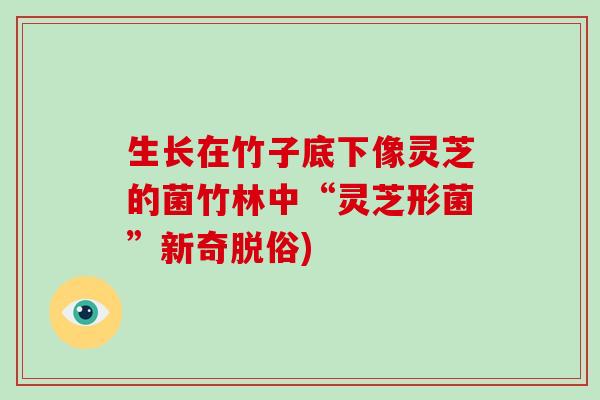 生长在竹子底下像灵芝的菌竹林中“灵芝形菌”新奇脱俗)-第1张图片-破壁灵芝孢子粉研究指南