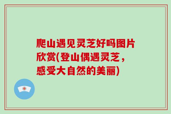 爬山遇见灵芝好吗图片欣赏(登山偶遇灵芝,感受大自然的美丽)-第1张图片-破壁灵芝孢子粉研究指南 爬山遇见灵芝好吗图片欣赏(登山偶遇灵芝,感受大自然的美丽)-第1张图片-破壁灵芝孢子粉研究指南