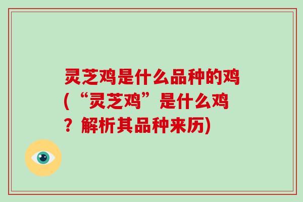 灵芝鸡是什么品种的鸡(“灵芝鸡”是什么鸡？解析其品种来历)-第1张图片-破壁灵芝孢子粉研究指南