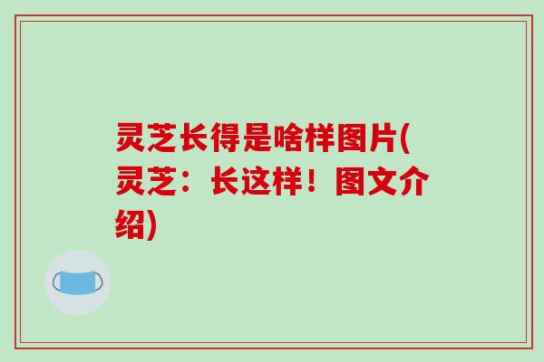 灵芝长得是啥样图片(灵芝:长这样!图文介绍)-第1张图片-破壁灵芝孢子粉研究指南 灵芝长得是啥样图片(灵芝:长这样!图文介绍)-第1张图片-破壁灵芝孢子粉研究指南