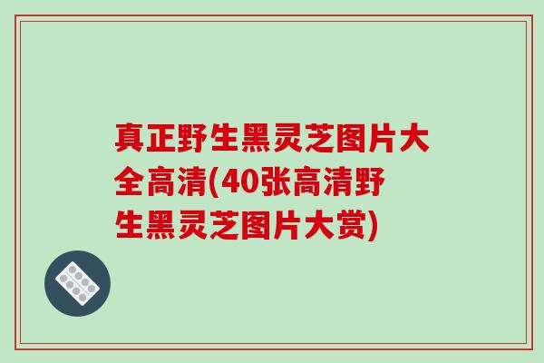 真正野生黑灵芝图片大全高清(40张高清野生黑灵芝图片大赏)-第1张图片-破壁灵芝孢子粉研究指南 真正野生黑灵芝图片大全高清(40张高清野生黑灵芝图片大赏)-第1张图片-破壁灵芝孢子粉研究指南