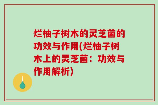 烂柚子树木的灵芝菌的功效与作用(烂柚子树木上的灵芝菌:功效与作用解析)-第1张图片-破壁灵芝孢子粉研究指南 烂柚子树木的灵芝菌的功效与作用(烂柚子树木上的灵芝菌:功效与作用解析)-第1张图片-破壁灵芝孢子粉研究指南