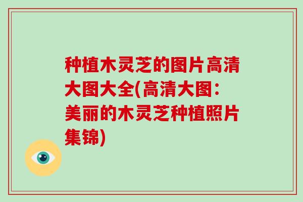 种植木灵芝的图片高清大图大全(高清大图:美丽的木灵芝种植照片集锦)-第1张图片-破壁灵芝孢子粉研究指南 种植木灵芝的图片高清大图大全(高清大图:美丽的木灵芝种植照片集锦)-第1张图片-破壁灵芝孢子粉研究指南
