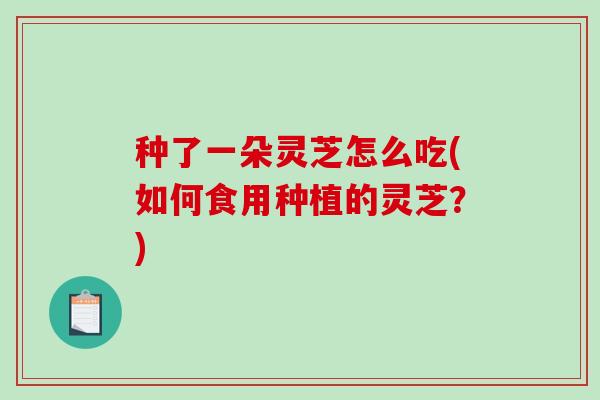 种了一朵灵芝怎么吃(如何食用种植的灵芝？)-第1张图片-破壁灵芝孢子粉研究指南