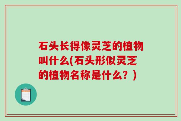 石头长得像灵芝的植物叫什么(石头形似灵芝的植物名称是什么?)-第1张图片-破壁灵芝孢子粉研究指南 石头长得像灵芝的植物叫什么(石头形似灵芝的植物名称是什么?)-第1张图片-破壁灵芝孢子粉研究指南