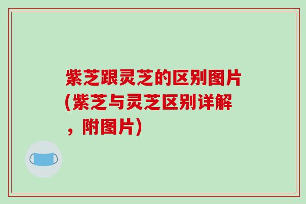 紫芝跟灵芝的区别图片(紫芝与灵芝区别详解,附图片)-第1张图片-破壁灵芝孢子粉研究指南 紫芝跟灵芝的区别图片(紫芝与灵芝区别详解,附图片)-第1张图片-破壁灵芝孢子粉研究指南