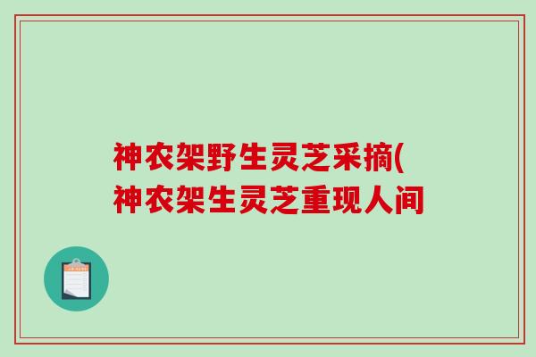 神农架野生灵芝采摘(神农架生灵芝重现人间-第1张图片-破壁灵芝孢子粉研究指南