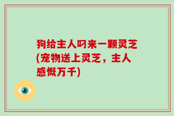 狗给主人叼来一颗灵芝(宠物送上灵芝,主人感慨万千)-第1张图片-破壁灵芝孢子粉研究指南 狗给主人叼来一颗灵芝(宠物送上灵芝,主人感慨万千)-第1张图片-破壁灵芝孢子粉研究指南