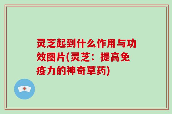 灵芝起到什么作用与功效图片(灵芝:提高免疫力的神奇草药)-第1张图片-破壁灵芝孢子粉研究指南 灵芝起到什么作用与功效图片(灵芝:提高免疫力的神奇草药)-第1张图片-破壁灵芝孢子粉研究指南
