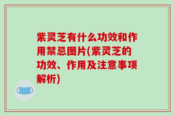 紫灵芝有什么功效和作用禁忌图片(紫灵芝的功效、作用及注意事项解析)-第1张图片-破壁灵芝孢子粉研究指南 紫灵芝有什么功效和作用禁忌图片(紫灵芝的功效、作用及注意事项解析)-第1张图片-破壁灵芝孢子粉研究指南