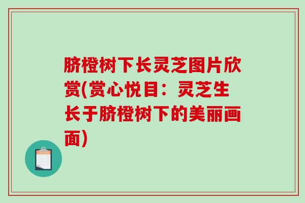 脐橙树下长灵芝图片欣赏(赏心悦目:灵芝生长于脐橙树下的美丽画面)-第1张图片-破壁灵芝孢子粉研究指南 脐橙树下长灵芝图片欣赏(赏心悦目:灵芝生长于脐橙树下的美丽画面)-第1张图片-破壁灵芝孢子粉研究指南