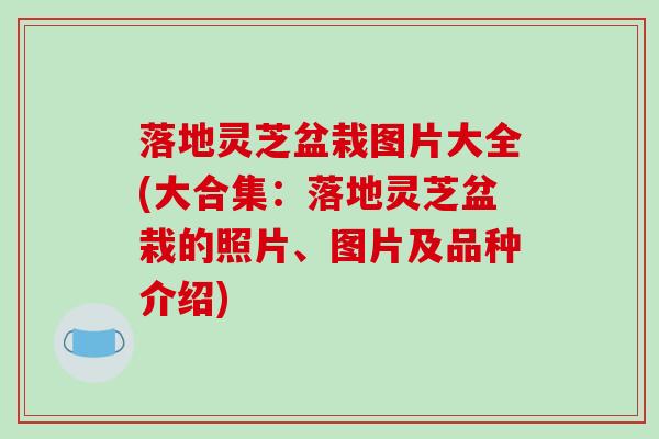 落地灵芝盆栽图片大全(大合集：落地灵芝盆栽的照片、图片及品种介绍)-第1张图片-破壁灵芝孢子粉研究指南