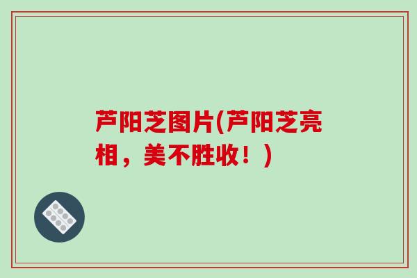 芦阳芝图片(芦阳芝亮相，美不胜收！)-第1张图片-破壁灵芝孢子粉研究指南