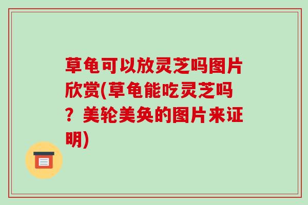 草龟可以放灵芝吗图片欣赏(草龟能吃灵芝吗?美轮美奂的图片来证明)-第1张图片-破壁灵芝孢子粉研究指南 草龟可以放灵芝吗图片欣赏(草龟能吃灵芝吗?美轮美奂的图片来证明)-第1张图片-破壁灵芝孢子粉研究指南