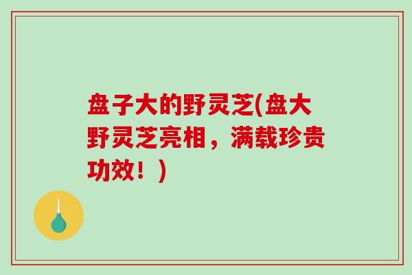 盘子大的野灵芝(盘大野灵芝亮相,满载珍贵功效!)-第1张图片-破壁灵芝孢子粉研究指南 盘子大的野灵芝(盘大野灵芝亮相,满载珍贵功效!)-第1张图片-破壁灵芝孢子粉研究指南