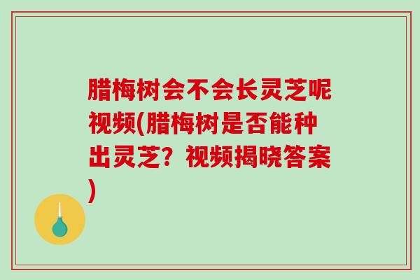 腊梅树会不会长灵芝呢视频(腊梅树是否能种出灵芝?视频揭晓答案)-第1张图片-破壁灵芝孢子粉研究指南 腊梅树会不会长灵芝呢视频(腊梅树是否能种出灵芝?视频揭晓答案)-第1张图片-破壁灵芝孢子粉研究指南