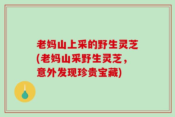 老妈山上采的野生灵芝(老妈山采野生灵芝,意外发现珍贵宝藏)-第1张图片-破壁灵芝孢子粉研究指南 老妈山上采的野生灵芝(老妈山采野生灵芝,意外发现珍贵宝藏)-第1张图片-破壁灵芝孢子粉研究指南