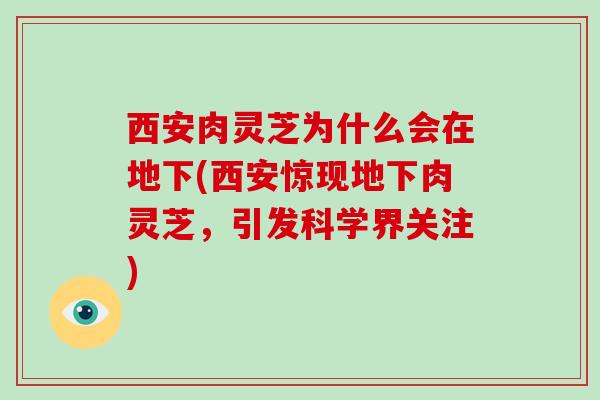西安肉灵芝为什么会在地下(西安惊现地下肉灵芝,引发科学界关注)-第1张图片-破壁灵芝孢子粉研究指南 西安肉灵芝为什么会在地下(西安惊现地下肉灵芝,引发科学界关注)-第1张图片-破壁灵芝孢子粉研究指南