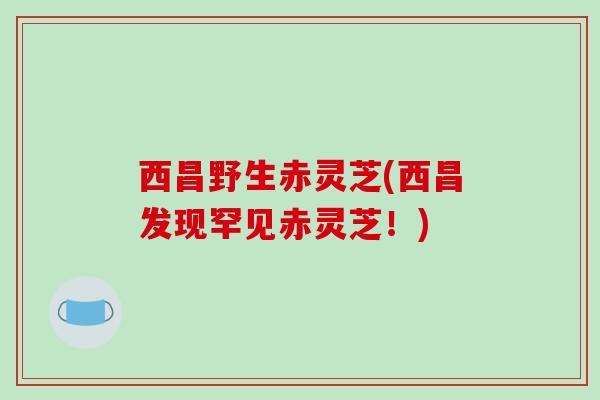 西昌野生赤灵芝(西昌发现罕见赤灵芝!)-第1张图片-破壁灵芝孢子粉研究指南 西昌野生赤灵芝(西昌发现罕见赤灵芝!)-第1张图片-破壁灵芝孢子粉研究指南