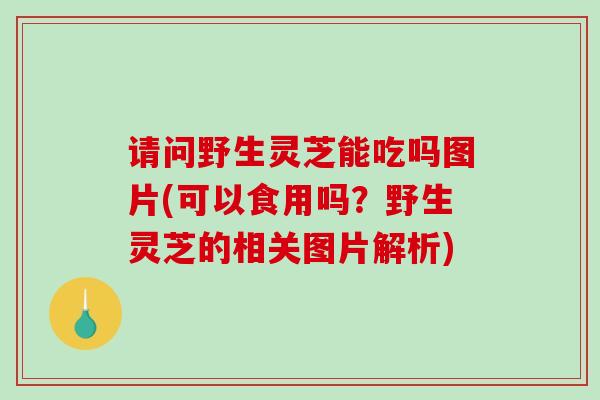 请问野生灵芝能吃吗图片(可以食用吗?野生灵芝的相关图片解析)-第1张图片-破壁灵芝孢子粉研究指南 请问野生灵芝能吃吗图片(可以食用吗?野生灵芝的相关图片解析)-第1张图片-破壁灵芝孢子粉研究指南