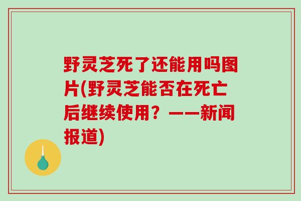 野灵芝死了还能用吗图片(野灵芝能否在死亡后继续使用?——新闻报道)-第1张图片-破壁灵芝孢子粉研究指南 野灵芝死了还能用吗图片(野灵芝能否在死亡后继续使用?——新闻报道)-第1张图片-破壁灵芝孢子粉研究指南