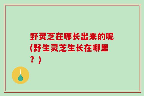 野灵芝在哪长出来的呢(野生灵芝生长在哪里?)-第1张图片-破壁灵芝孢子粉研究指南 野灵芝在哪长出来的呢(野生灵芝生长在哪里?)-第1张图片-破壁灵芝孢子粉研究指南