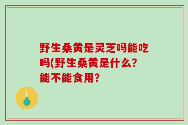 野生桑黄是灵芝吗能吃吗(野生桑黄是什么?能不能食用?-第1张图片-破壁灵芝孢子粉研究指南 野生桑黄是灵芝吗能吃吗(野生桑黄是什么?能不能食用?-第1张图片-破壁灵芝孢子粉研究指南