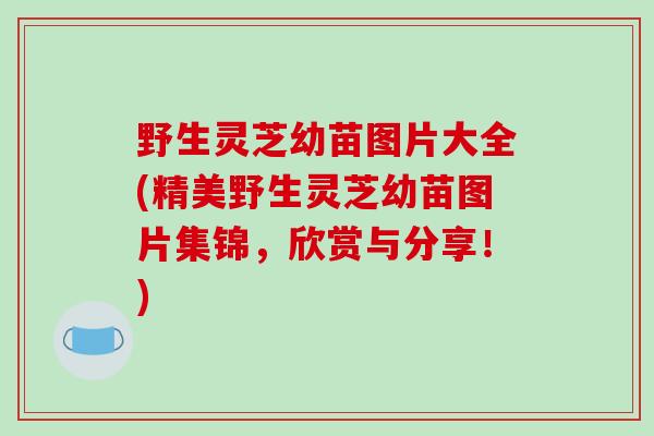野生灵芝幼苗图片大全(精美野生灵芝幼苗图片集锦,欣赏与分享!)-第1张图片-破壁灵芝孢子粉研究指南 野生灵芝幼苗图片大全(精美野生灵芝幼苗图片集锦,欣赏与分享!)-第1张图片-破壁灵芝孢子粉研究指南