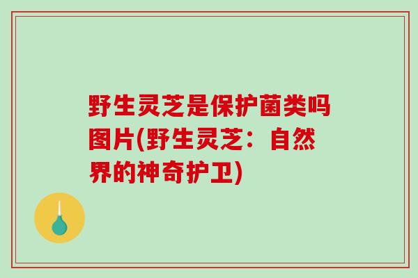 野生灵芝是保护菌类吗图片(野生灵芝:自然界的神奇护卫)-第1张图片-破壁灵芝孢子粉研究指南 野生灵芝是保护菌类吗图片(野生灵芝:自然界的神奇护卫)-第1张图片-破壁灵芝孢子粉研究指南