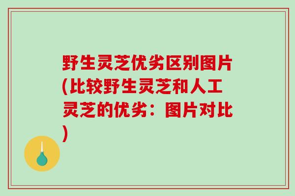 野生灵芝优劣区别图片(比较野生灵芝和人工灵芝的优劣:图片对比)-第1张图片-破壁灵芝孢子粉研究指南 野生灵芝优劣区别图片(比较野生灵芝和人工灵芝的优劣:图片对比)-第1张图片-破壁灵芝孢子粉研究指南