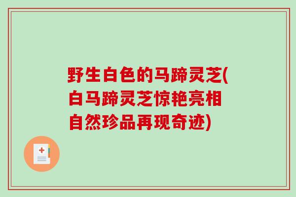 野生白色的马蹄灵芝(白马蹄灵芝惊艳亮相 自然珍品再现奇迹)-第1张图片-破壁灵芝孢子粉研究指南 野生白色的马蹄灵芝(白马蹄灵芝惊艳亮相 自然珍品再现奇迹)-第1张图片-破壁灵芝孢子粉研究指南