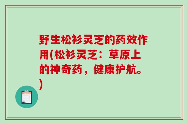 野生松衫灵芝的药效作用(松衫灵芝:草原上的神奇药,健康护航。)-第1张图片-破壁灵芝孢子粉研究指南 野生松衫灵芝的药效作用(松衫灵芝:草原上的神奇药,健康护航。)-第1张图片-破壁灵芝孢子粉研究指南
